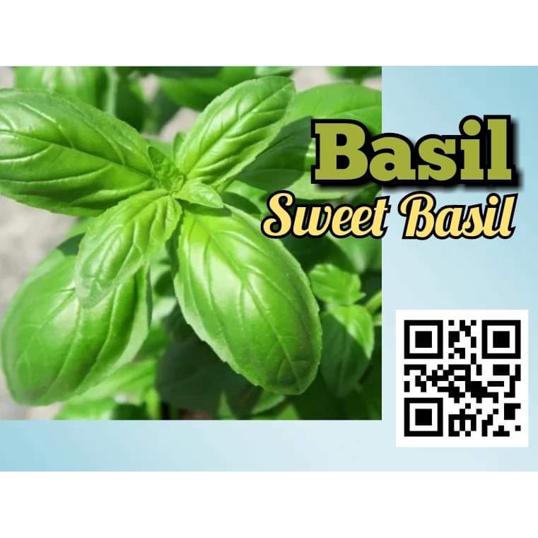 SWEET BASIL SEEDS buy 1 take 1 100 seeds Shopee Philippines