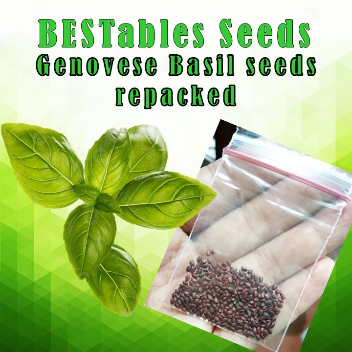 Approx 265 280 pcs Genovese sweet Basil pesto seeds Repack