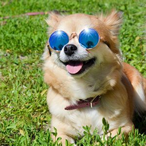 Dog shades clearance