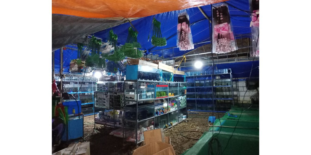 Aqua best sale pet shop