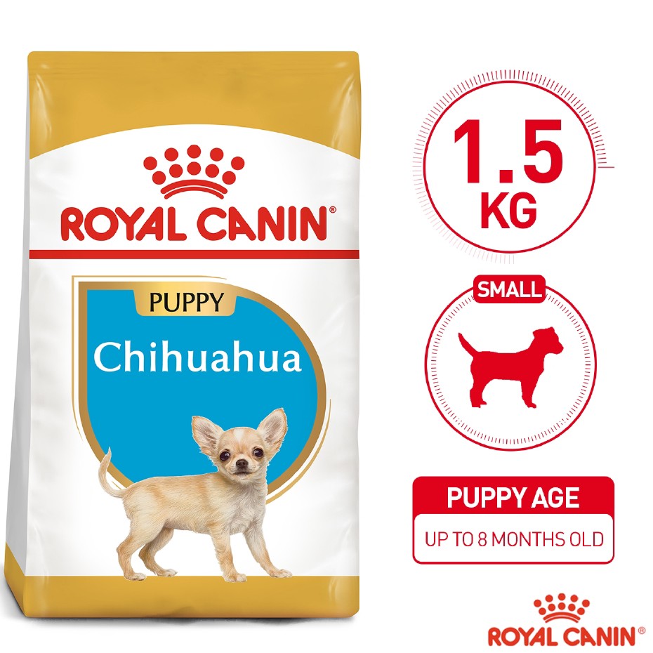 Chihuahua junior royal sales canin