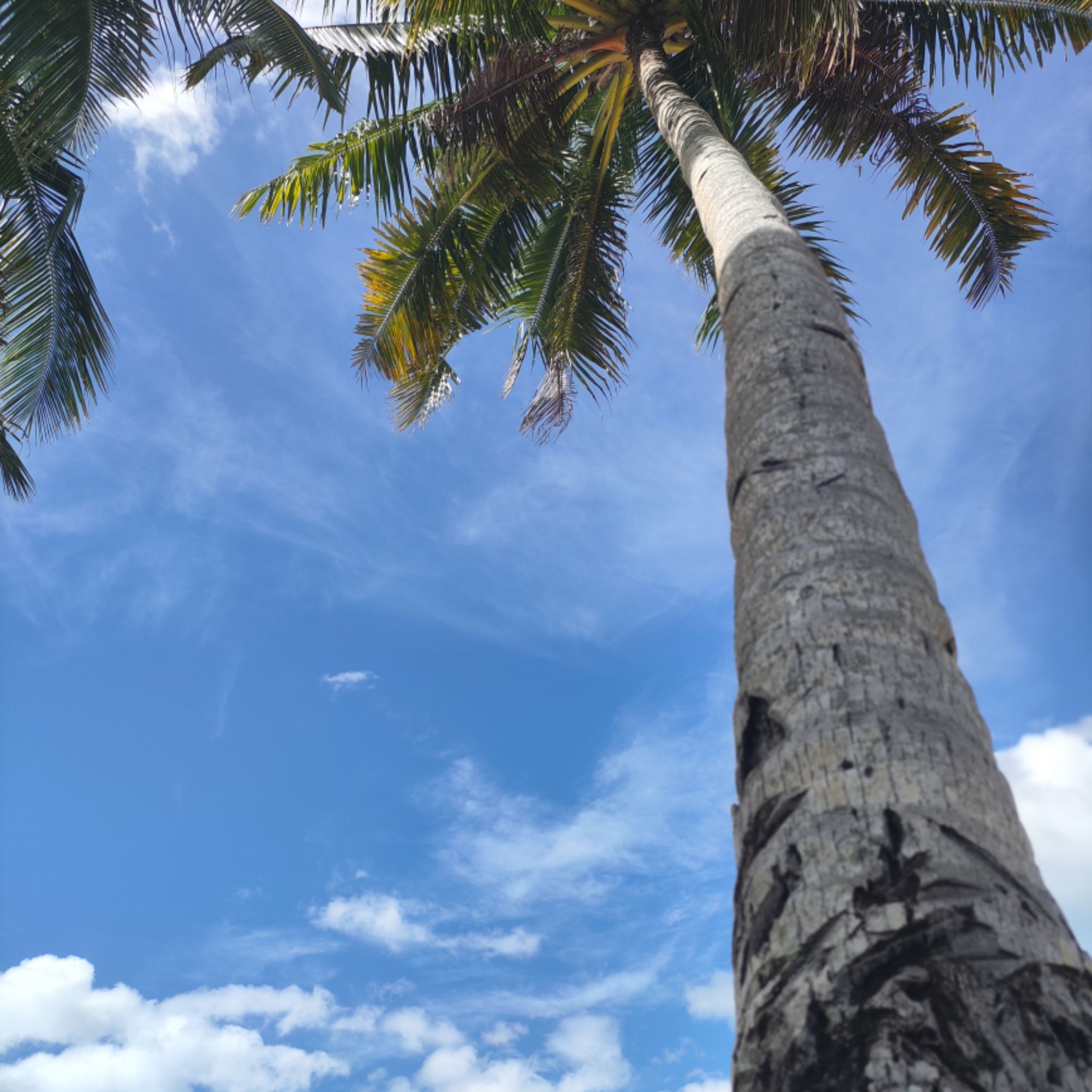 C&L Timeless Trends, Online Shop Shopee Philippines