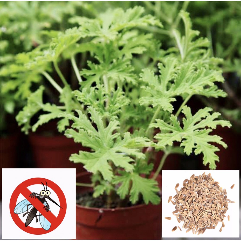 Citronella seeds new arrivals