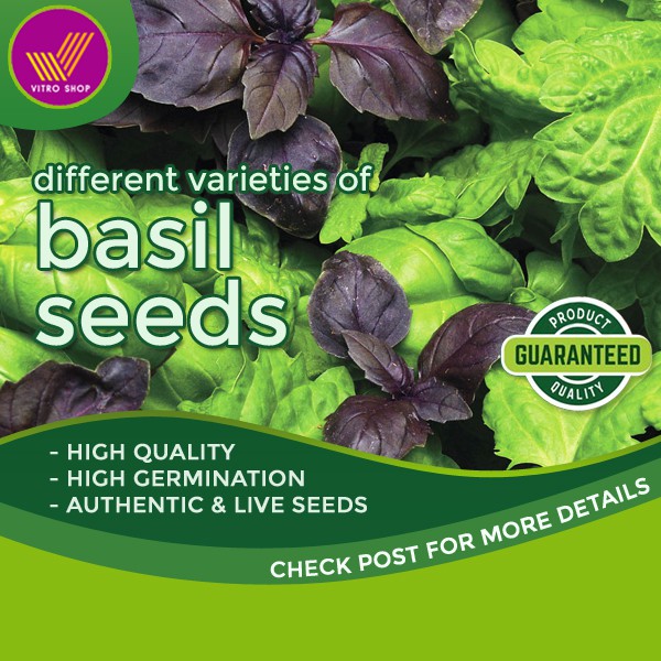 Basil Seeds Collection Basil Varieties Herb Seeds Shopee