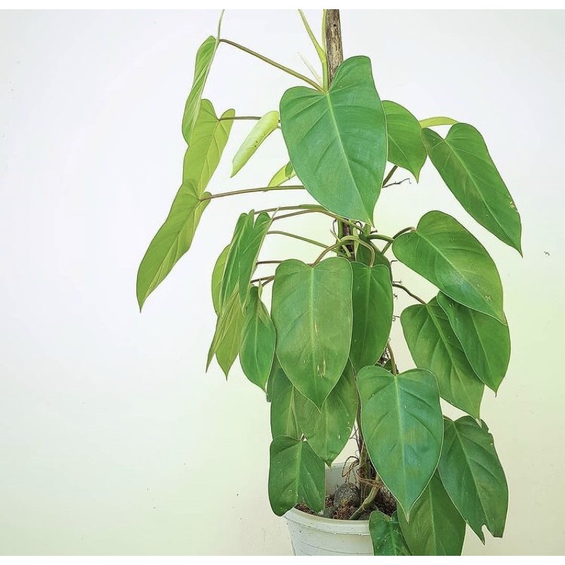 Philodendron green deals emerald