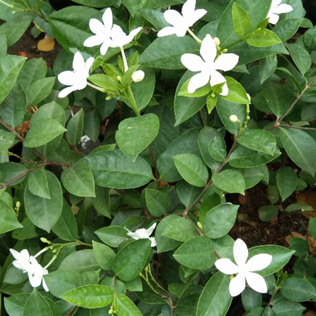 Philippines White Flower