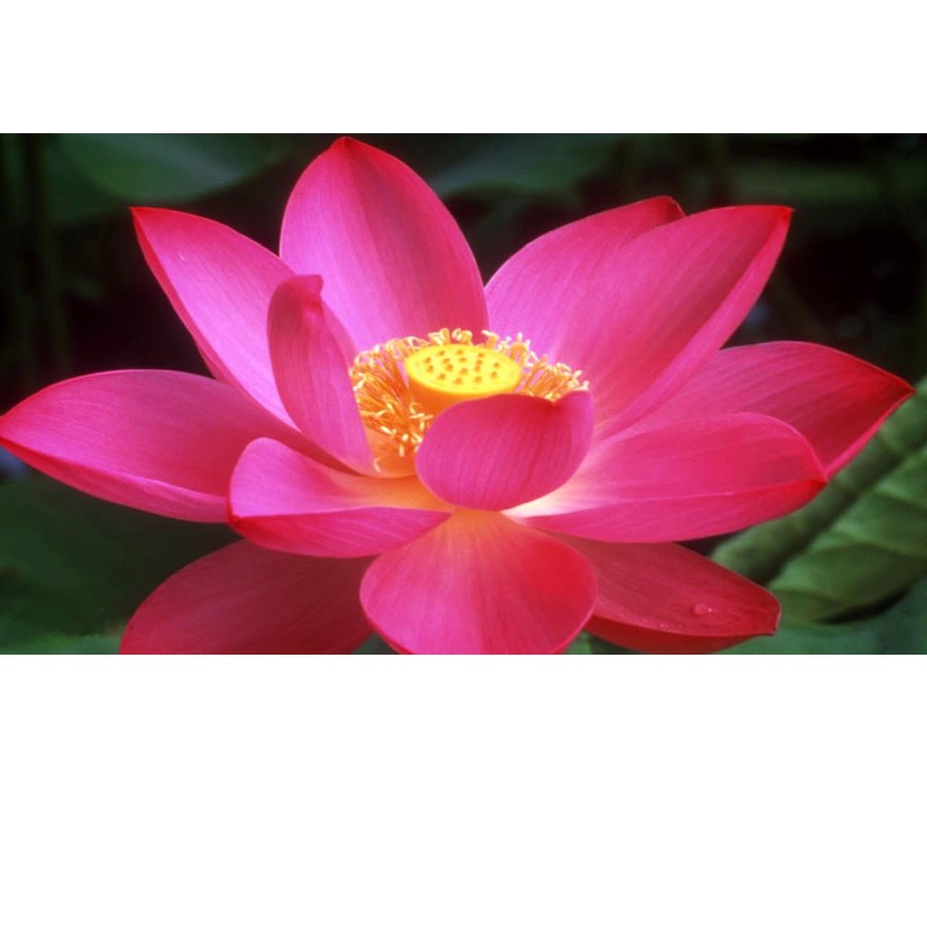 цветок лотос видео. лотос символ. марка розовый лотос. Kermesina лотос. цветок лотос видео.