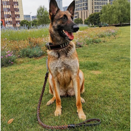 German shepherd hotsell dog chain