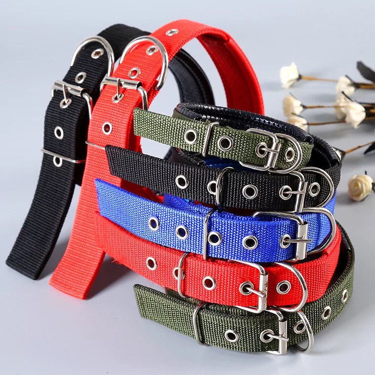 Foam dog collar sale