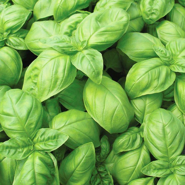 Basil Seeds Sweet Basil Shopee Philippines