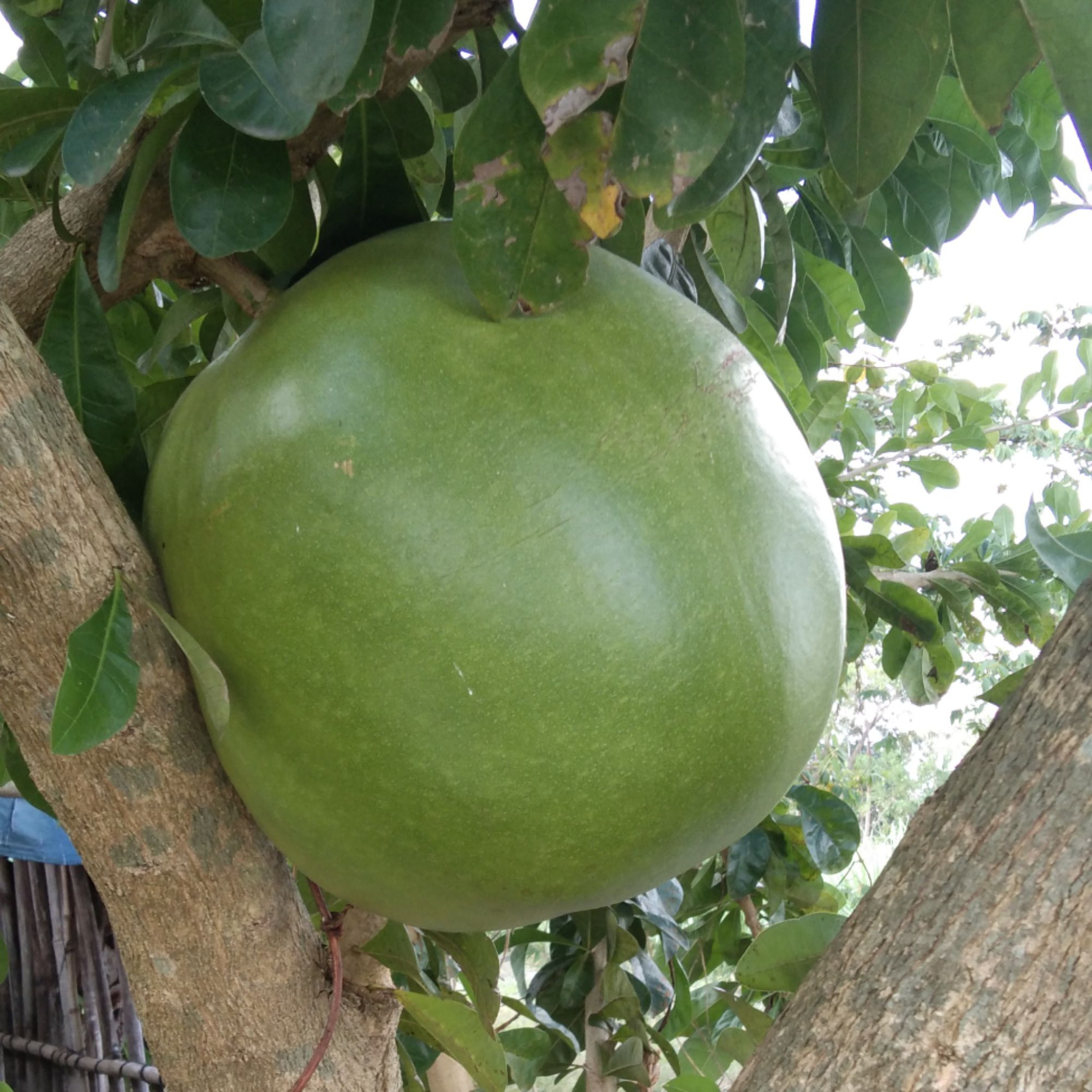 Miracle fruit/Calabash tree, Online Shop Shopee Philippines