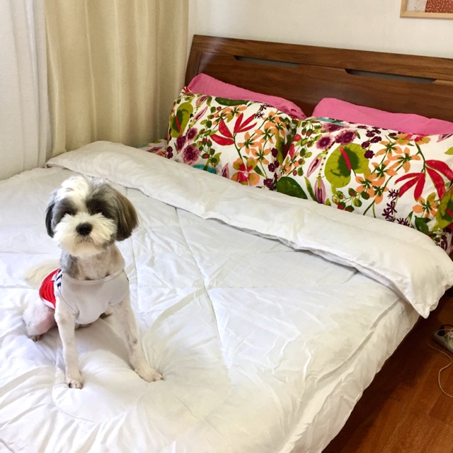 Holly’s bed, Online Shop Shopee Philippines