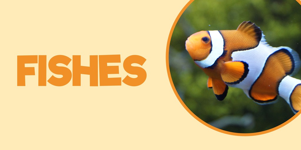 Pet Supplies Express, Online Shop Shopee Philippines