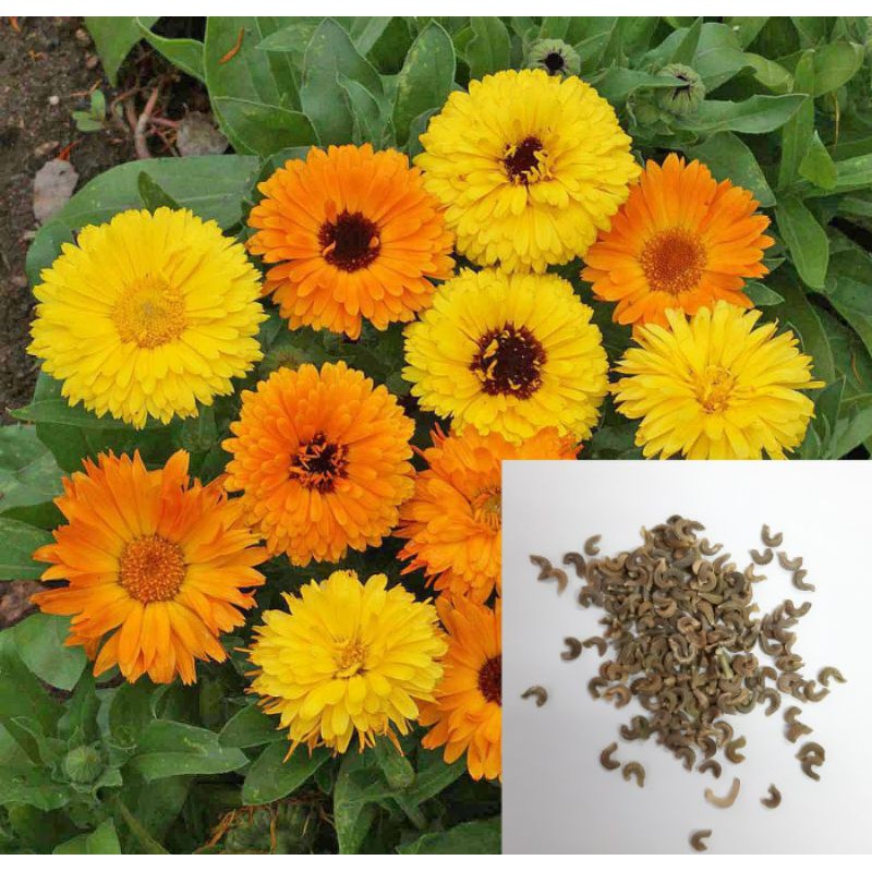 Calendula flowers, Zen gold and pacific beauty varieties, SEEDS only