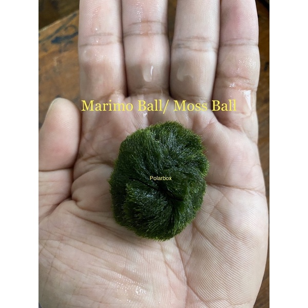 Marimo Moss Ball (Aegagropila linnaeii) – Sacred Elements