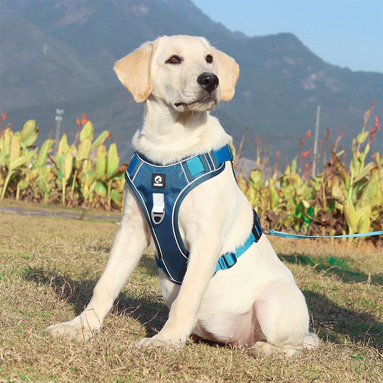 Mesh harness best sale for large dogs