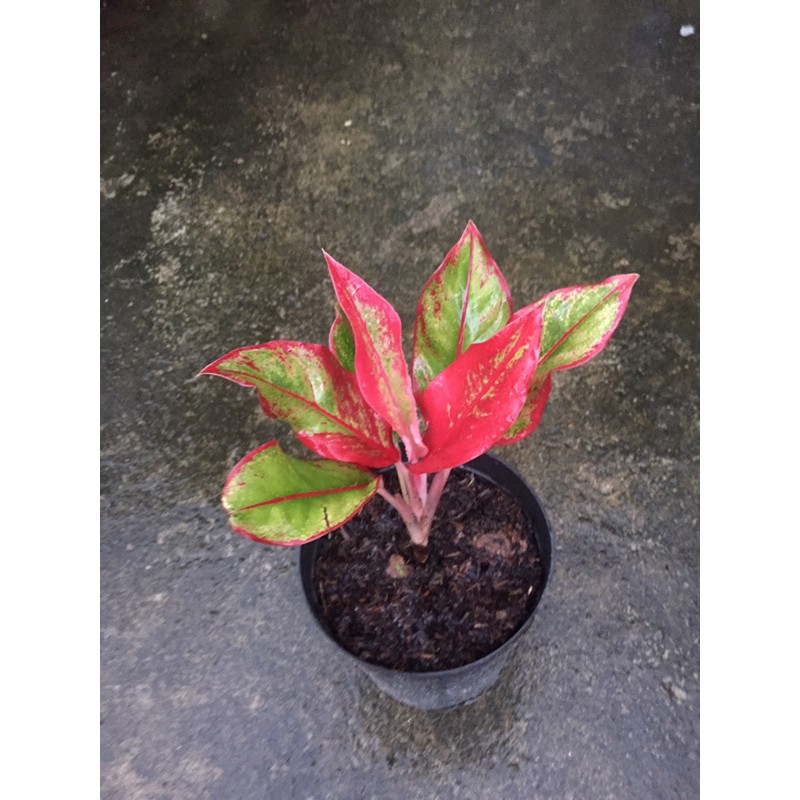 Aglaonema nasa store