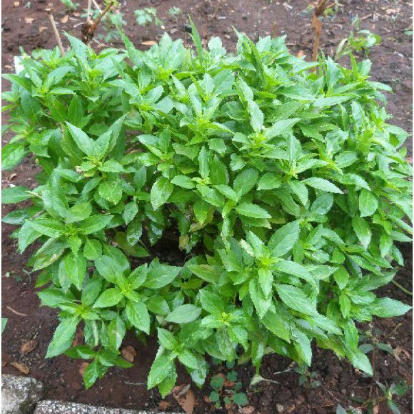 Dwarf Greek Basil Fine Nano Compatto A Palla Seeds Shopee