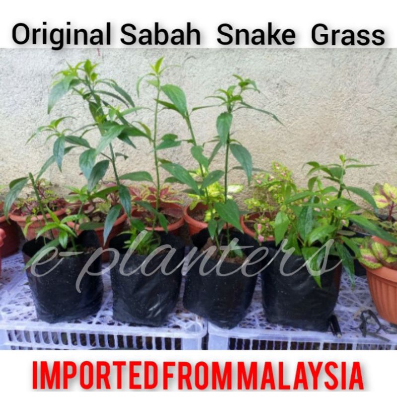 SABAH SNAKE GRASS from Malaysia (Metro Manila and Nearby Areas)