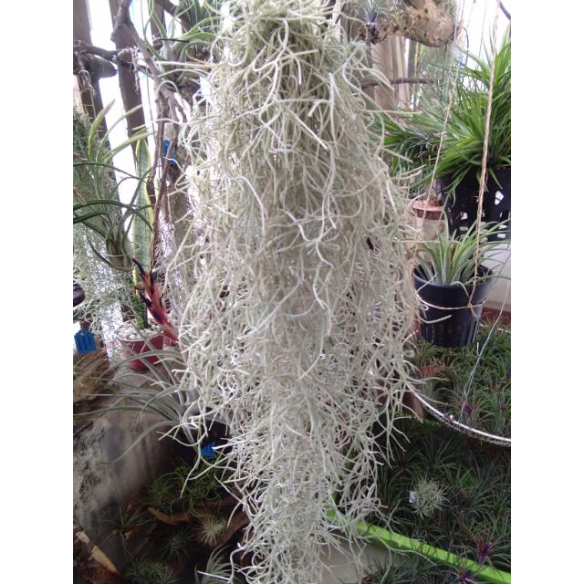 Artificial Air Plant / Spanish Moss (Old Man Beard) 60cm