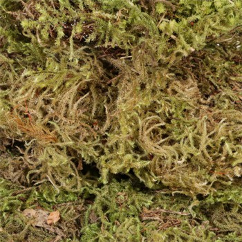 SPHAGNUM dried moss 50 grams