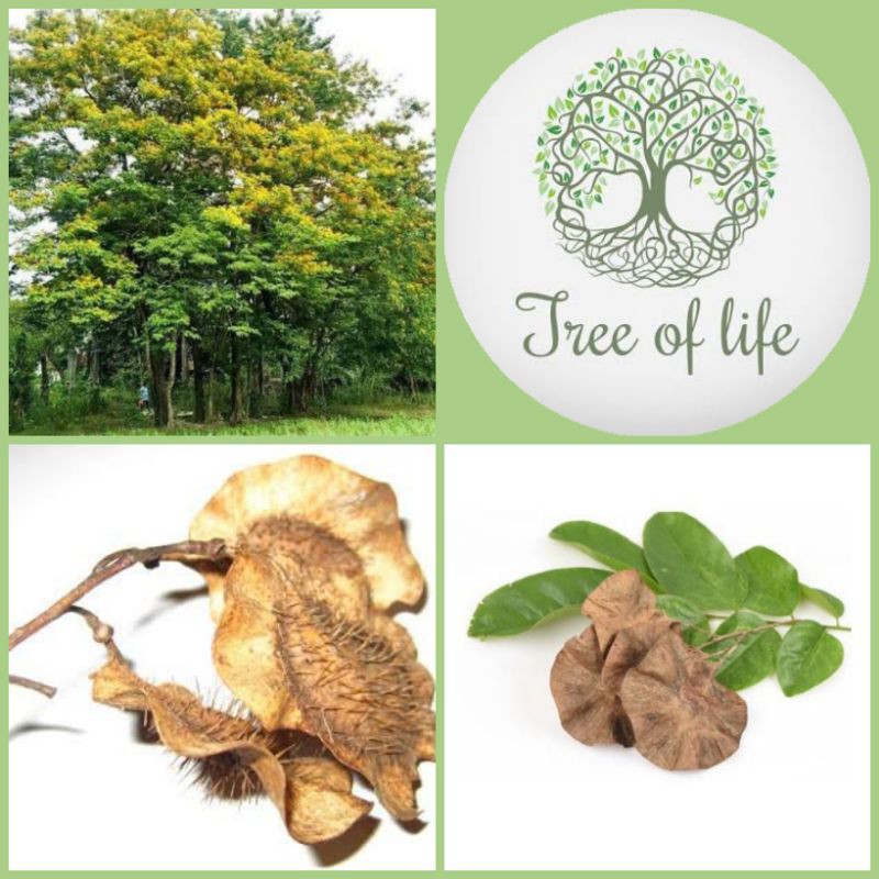 Tree Of Life – Convergent Shoppe