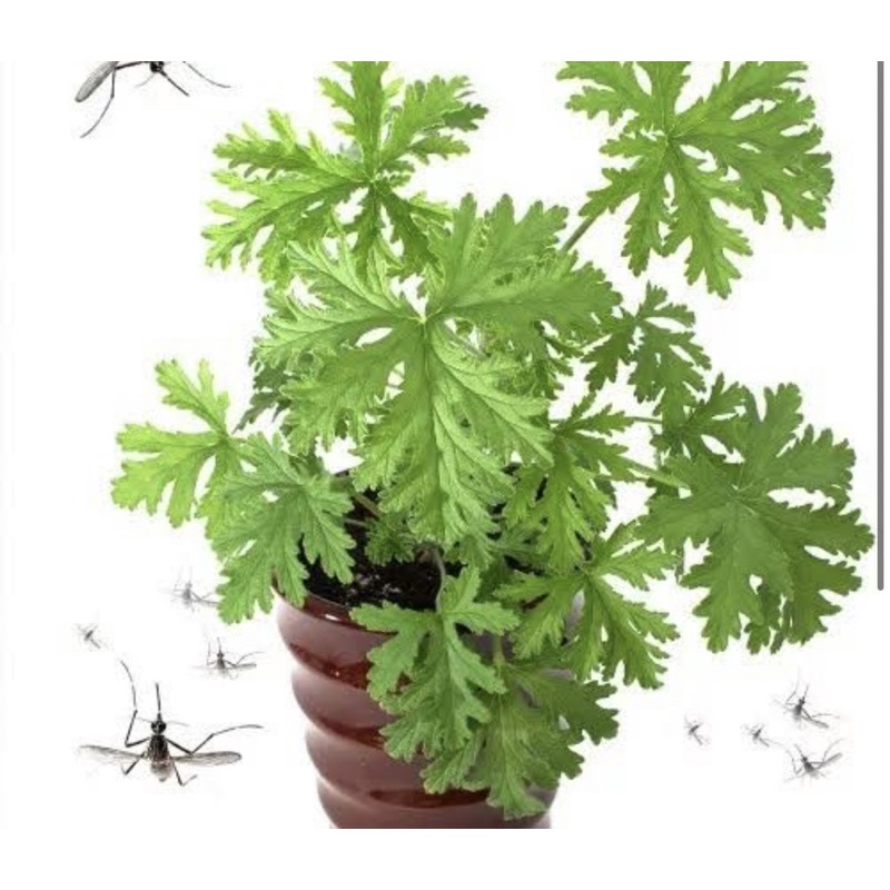 Anti on sale mosquito plants