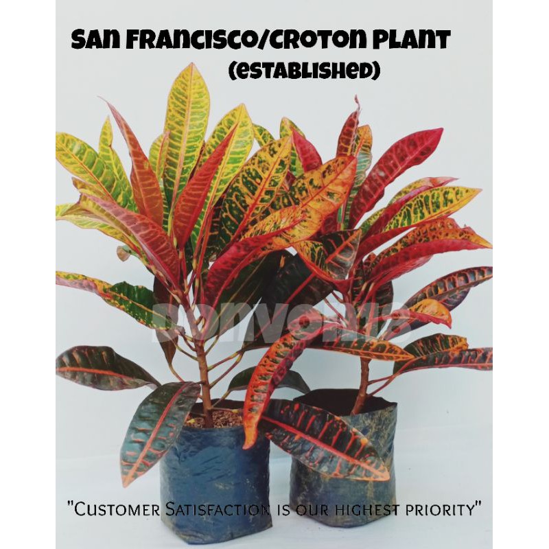 San Francisco Croton Plant with roots seedling bag Shopee
