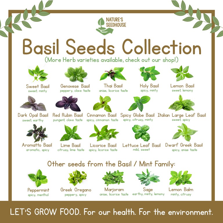 Basil Seeds Collection Top Quality Herb Seeds Shopee Philippines