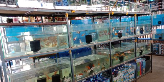 Fish and pet store shop