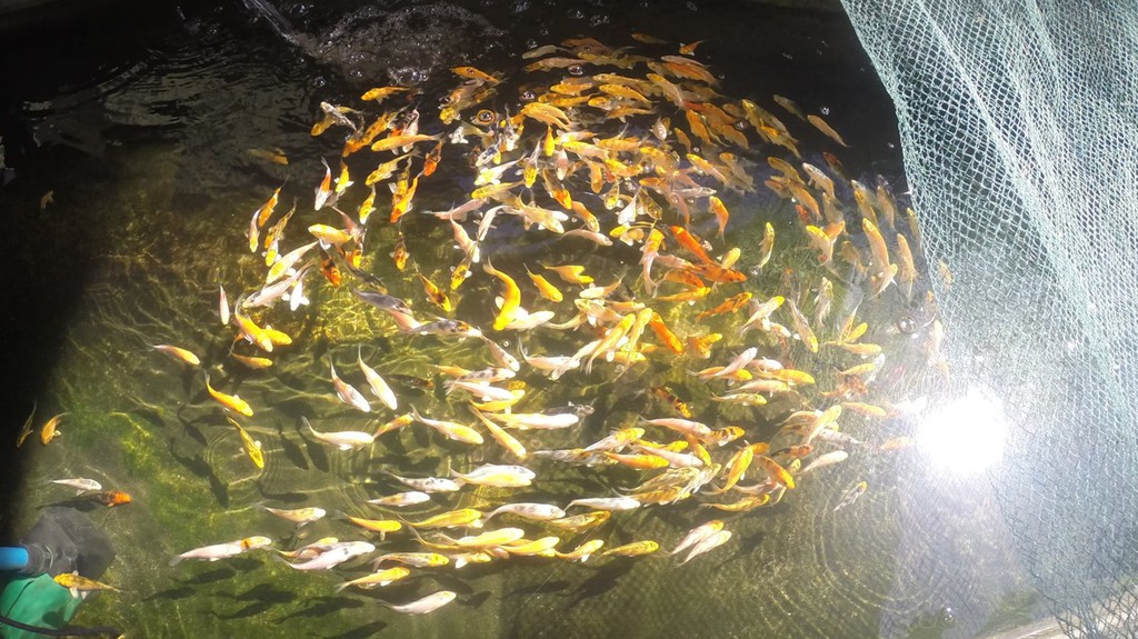 Fish Daddeh, Online Shop | Shopee Philippines