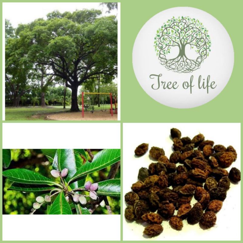 Tree Of Life – Convergent Shoppe