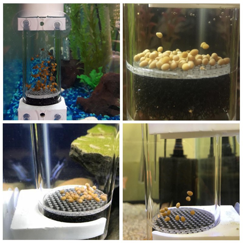 Aquarium 2024 egg tumbler