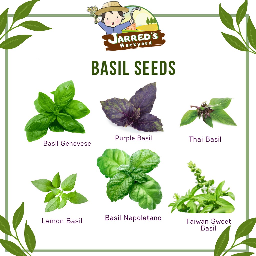 BASIL SEEDS Genovese Cinnamon Thai Sweet Napoletano Purple