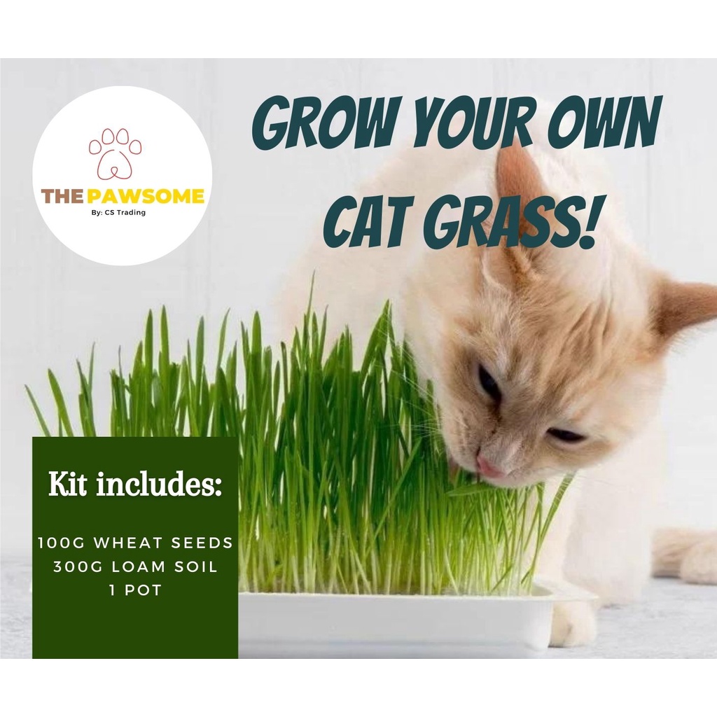 Is wheatgrass hotsell bad for cats