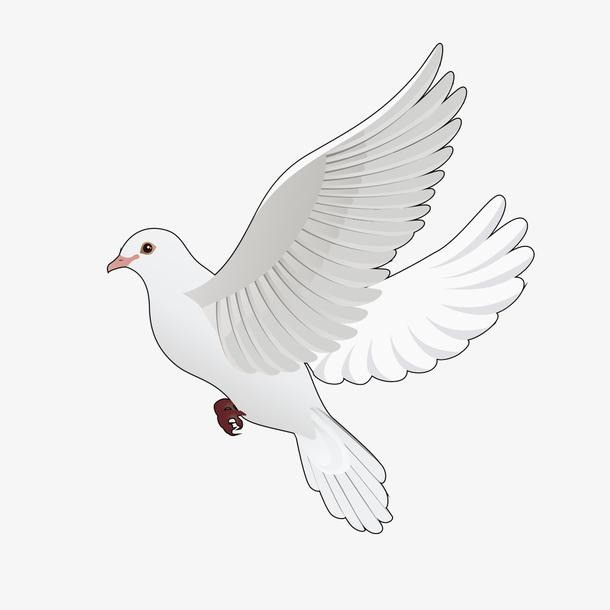 Белый голубь рисунок пнг