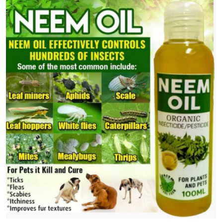 Neem oil clearance kill fleas