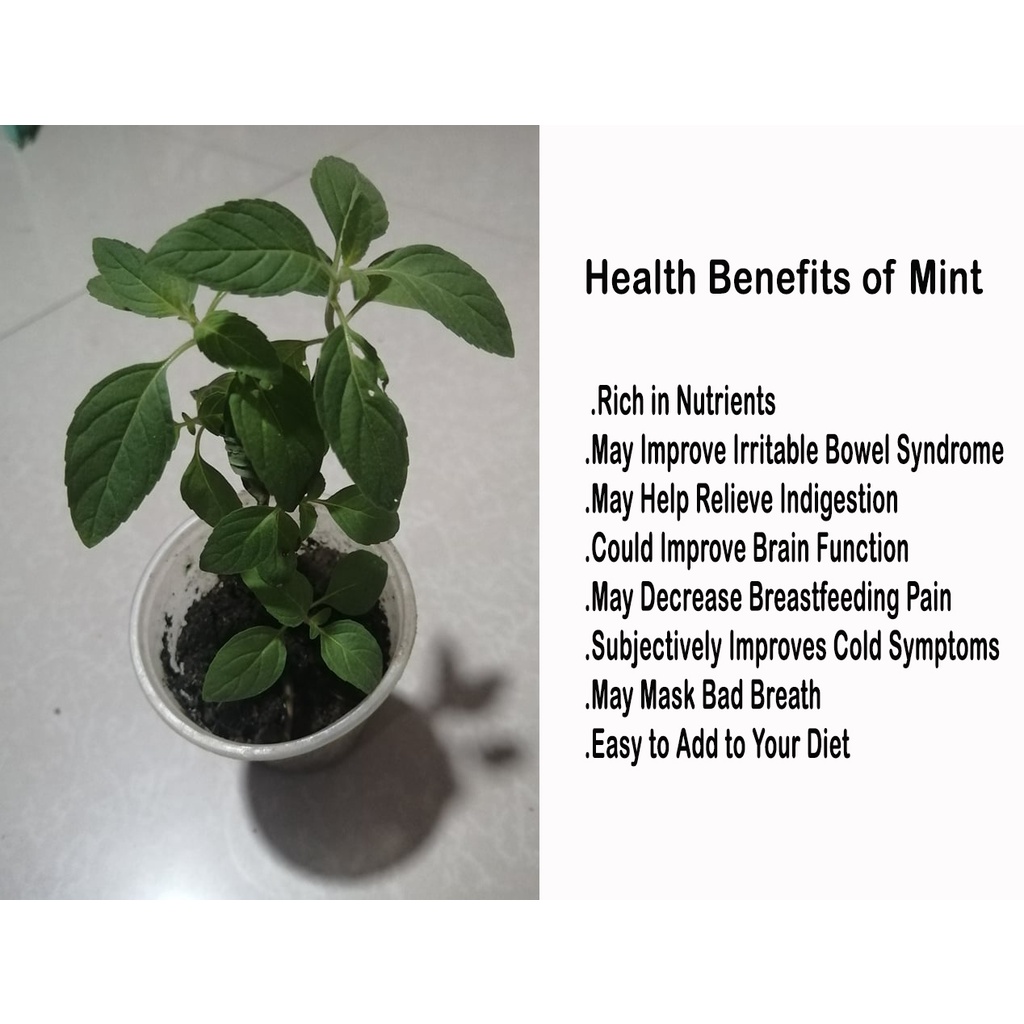 8 Health Benefits of Mint