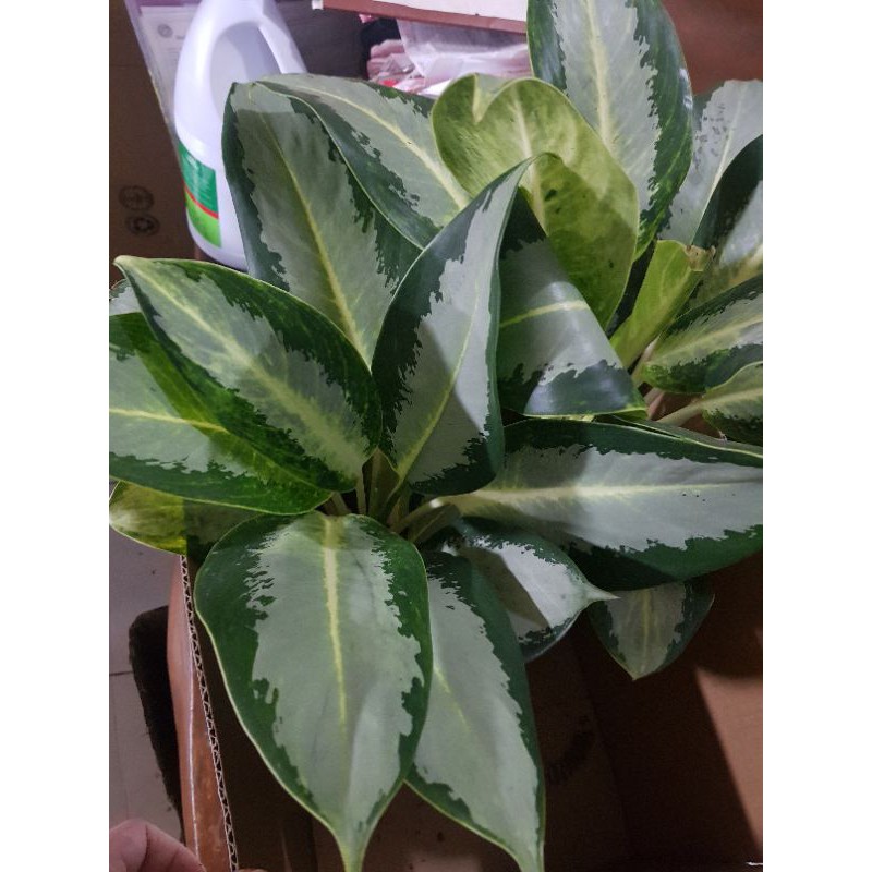 Aglaonema deals green bowl