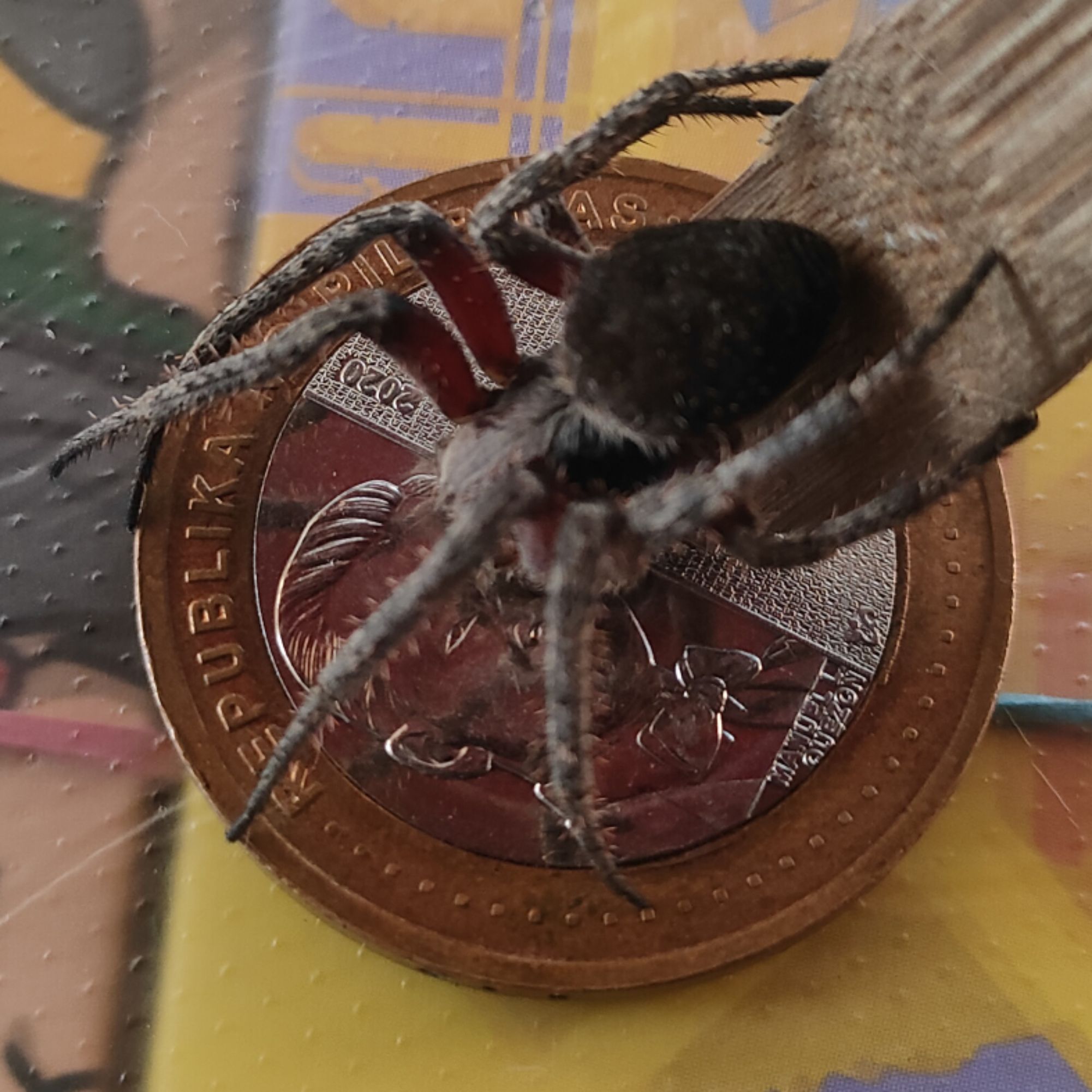 spiders hop, Online Shop Shopee Philippines