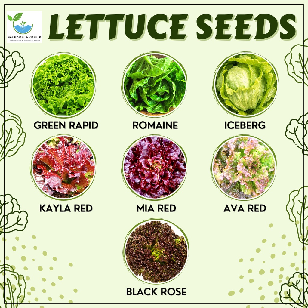 LETTUCE SEED (GREEN RAPID/ROMAINE/ICEBERG/AVA RED/MIA RED/KAYLA RED/BLACK  ROSE) - HIGH QUALITY SEED! | Shopee Philippines