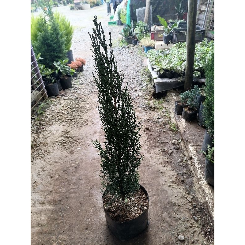 Big size Italian pine