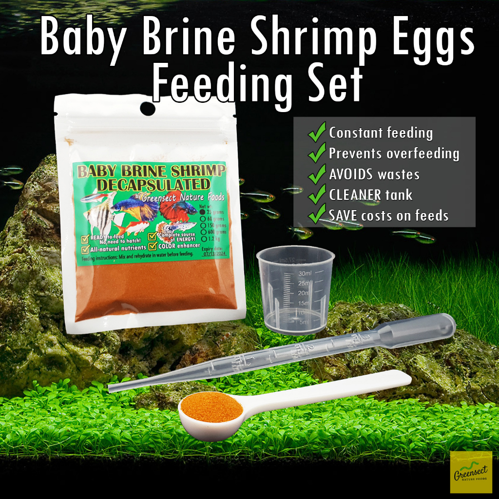 Feeding baby hotsell brine shrimp