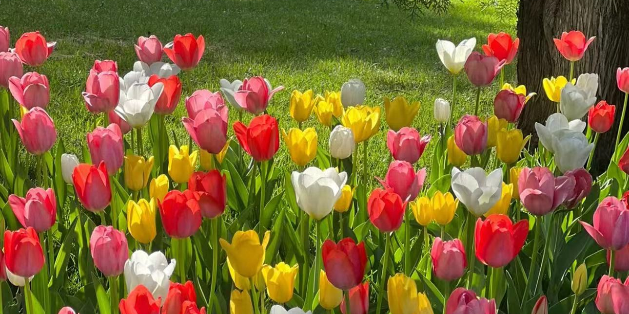 Romantic Garden, Online Shop | Shopee Philippines