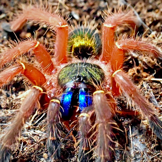 The Bug Store, Online Shop Shopee Philippines