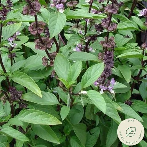 Thai Basil Vegetable Seeds Shopee Philippines