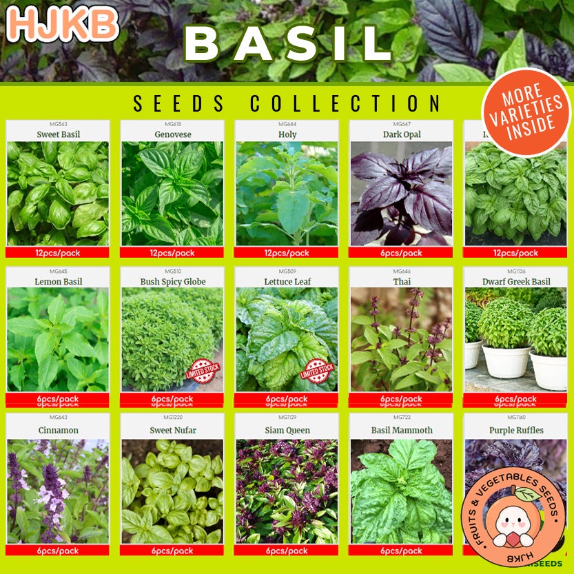 Basil Seeds Collection Heirloom Basil Seeds Rare Basil Seeds